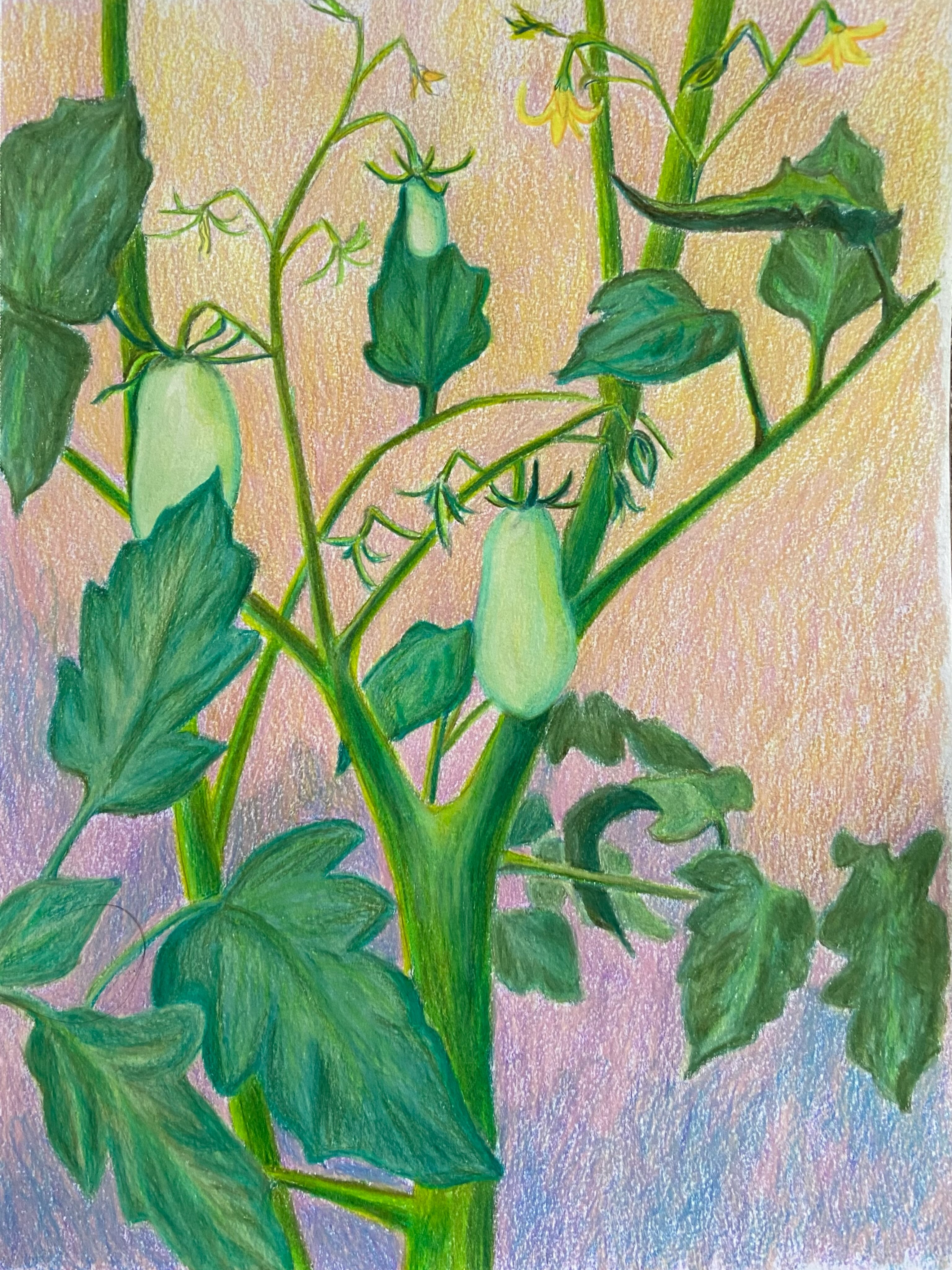 Loved the funky little shapes of these Roma tomatoes and had to draw them over the weekend! 
Prismacolor pencils on 9x12 sketchbook paper
